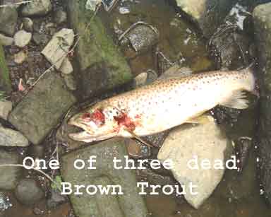 Dead Trout at Copsale