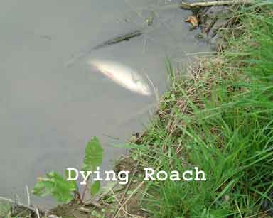 Dying Roach