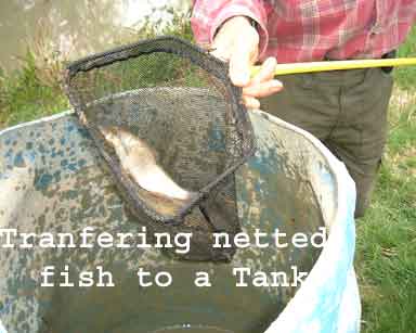 Netting fish