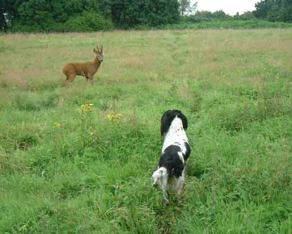 Spaniel and Deer