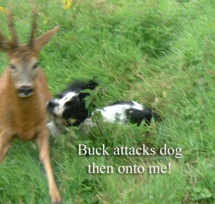 dog attack