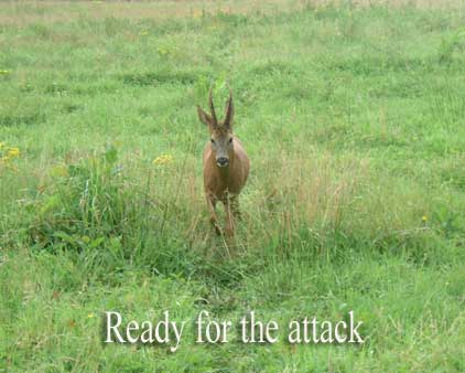 roe deer