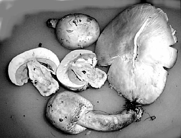 fungus3.jpg (233839 bytes)