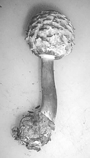 fungus4.jpg (210865 bytes)