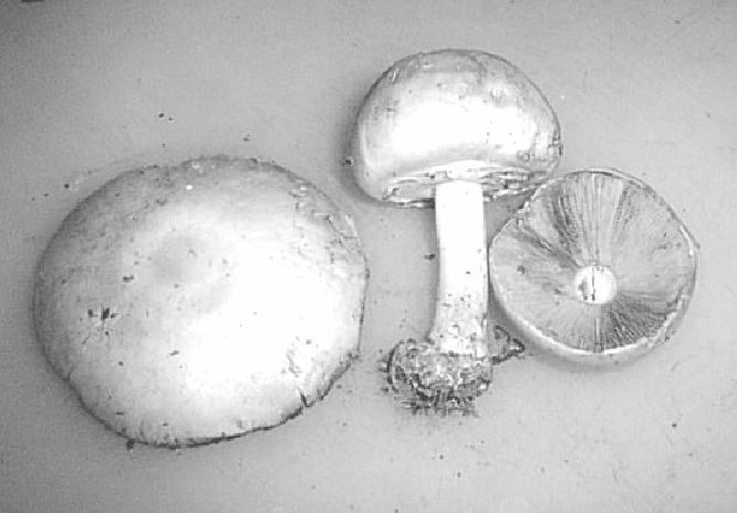 fungus6.jpg (181346 bytes)