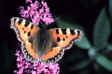 � Paul Opler