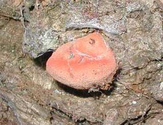 Beefsteak Fungus 