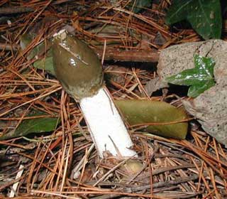 Stinkhorn Fungi
