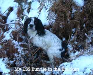 Dave Toye's ESS Bundle in Bracken and Snow