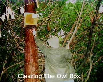 Checking Owl Box 5th Jan 2002