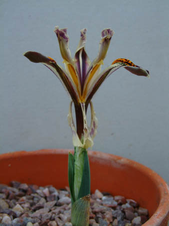 IRIS