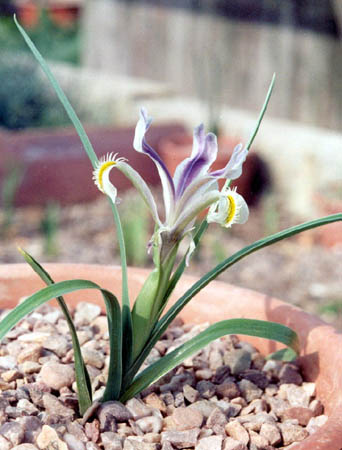 Iris