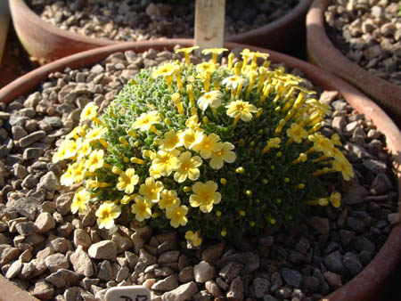 dionysia