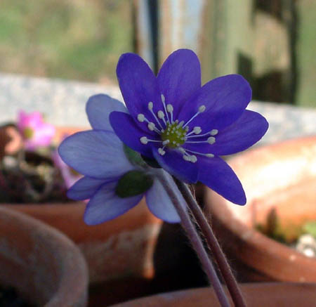 hepatica