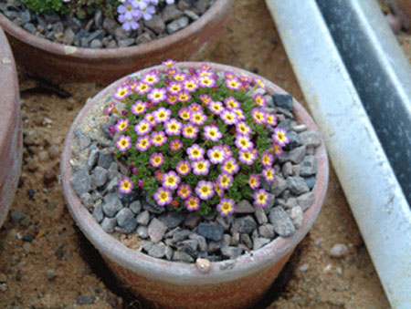 Dionysia
