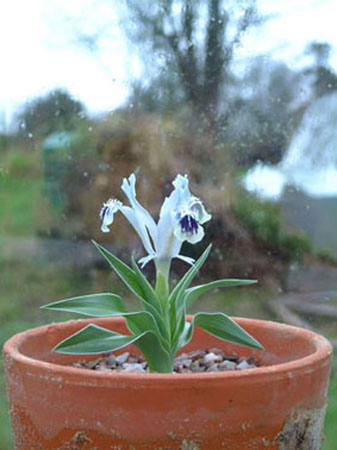 Iris