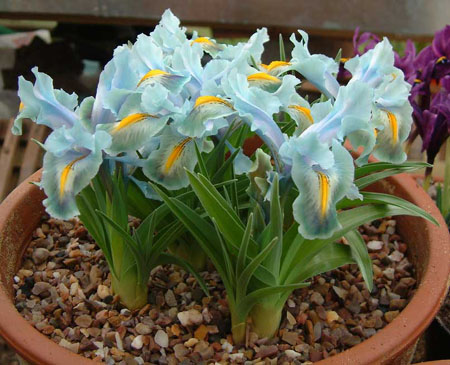 Iris
