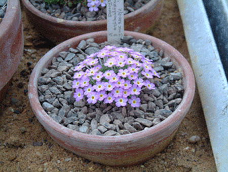 dionysia