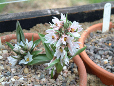fritillaria
