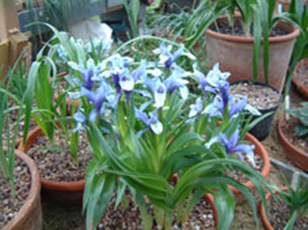 iris