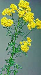 Ragwort