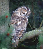 Tawny Owl