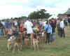 foxhounds3jpg.jpg (67566 bytes)