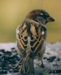 Male House Sparrow