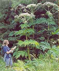 Giant Hogwed