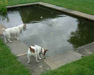 Simon's Pond